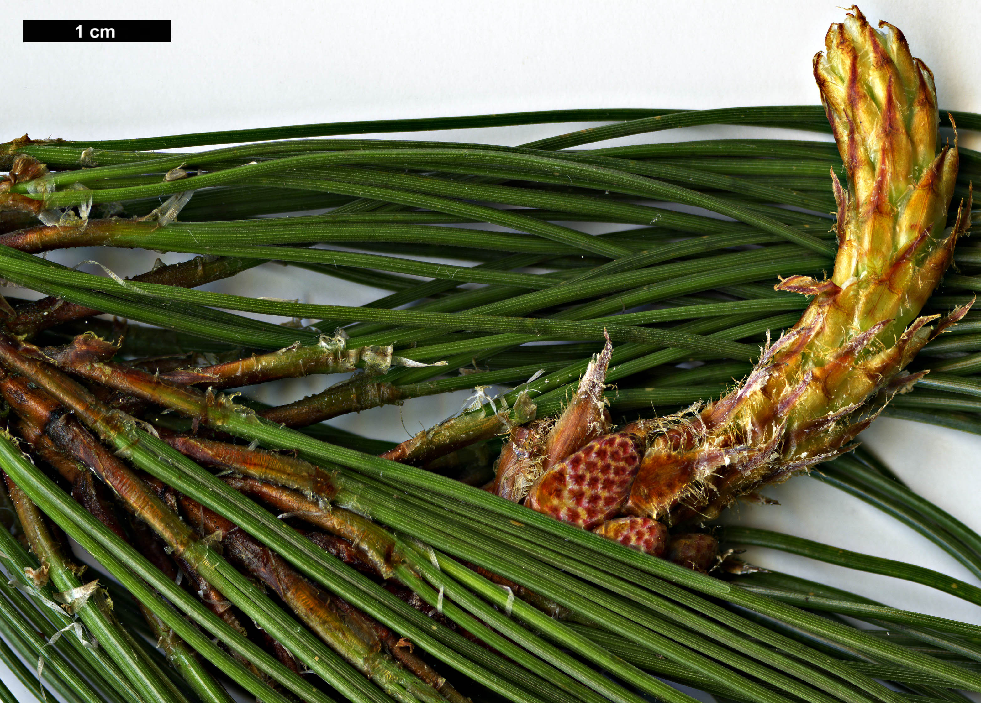 High resolution image: Family: Pinaceae - Genus: Pinus - Taxon: yunnanensis 